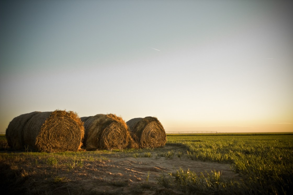 Hay, hay, hay